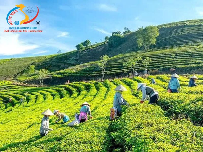 TOUR ĐÀ LẠT - LANGBIANG LAND – QUE GARDEN 3N3D - XE LIMOUSINE